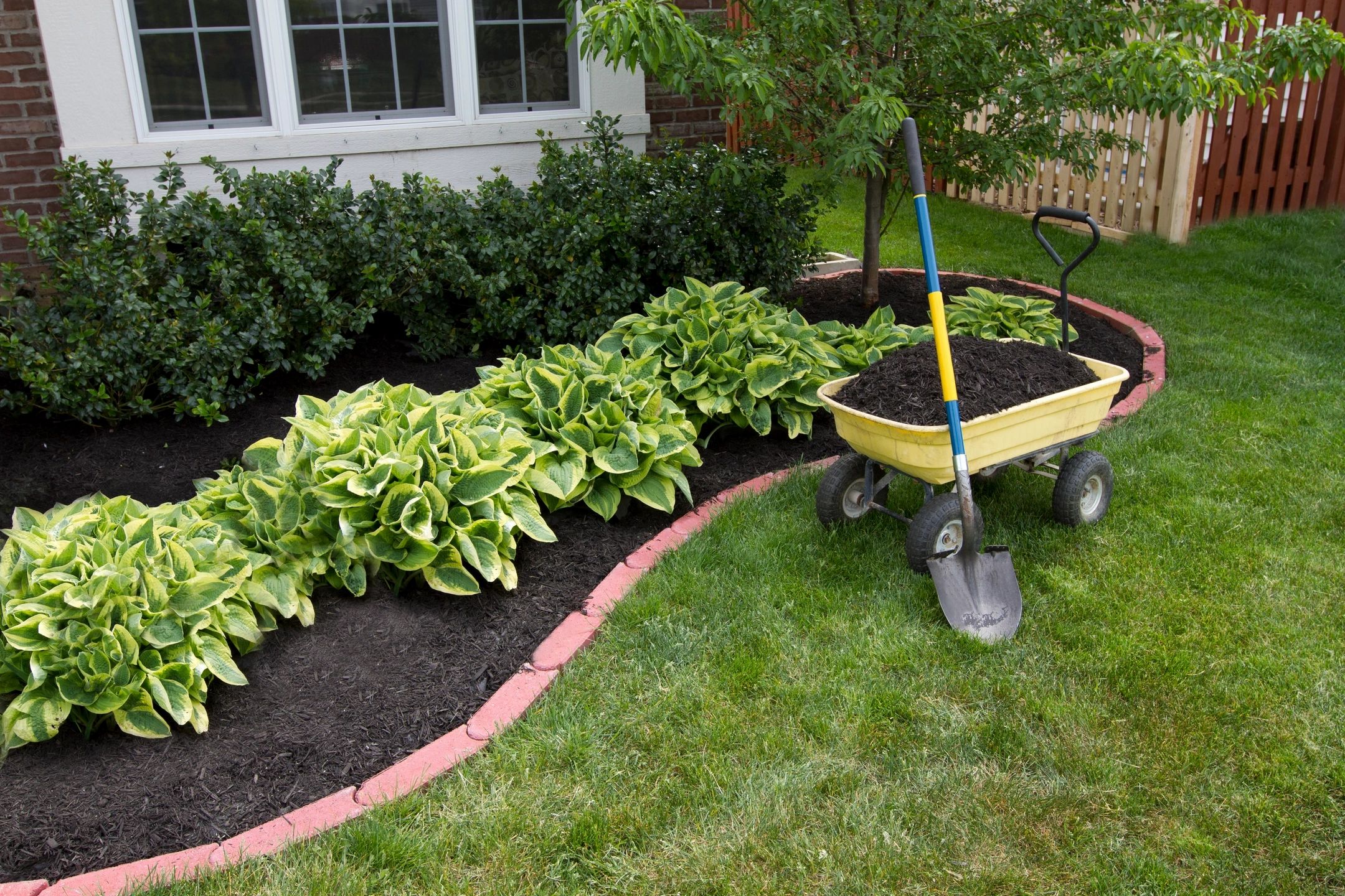 Landscaped garden with ornamental plants